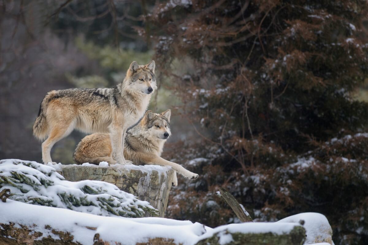 Un par de lobos mexicanos en peligro de extinción.