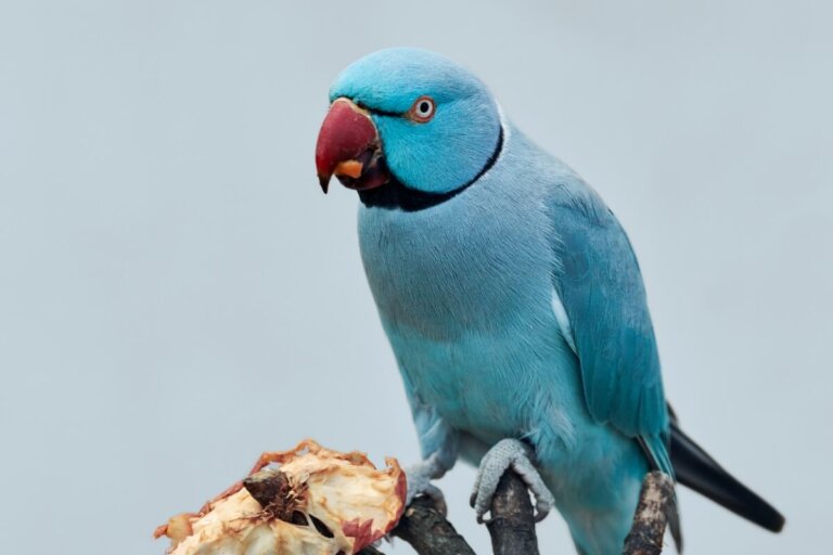 ¿Los loros pueden comer carne?