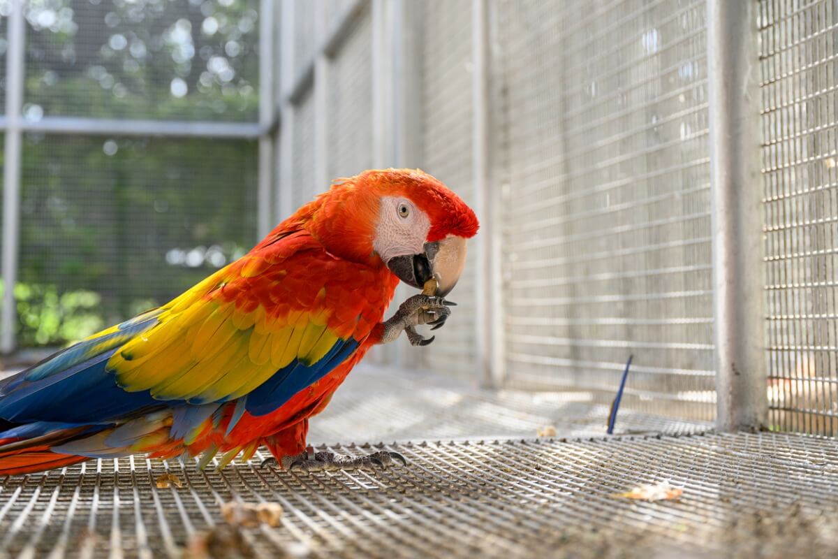 Hvor lenge en papegøye kan leve.