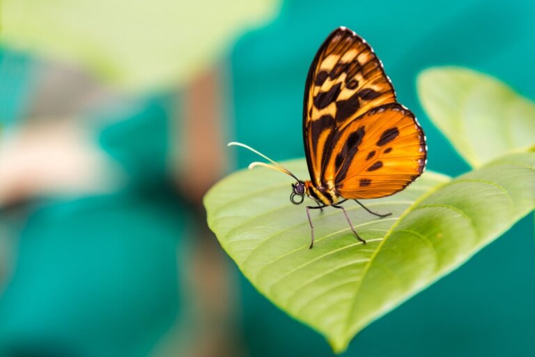 5 diferencias entre animales y plantas