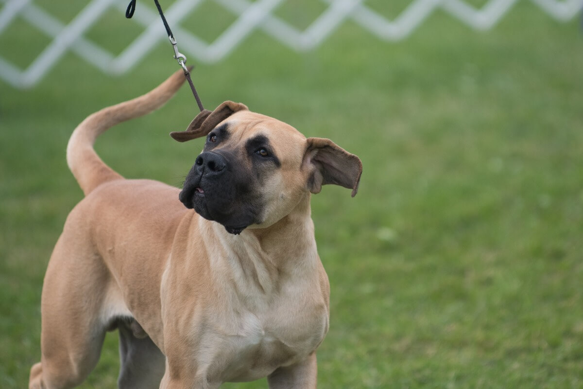 Um Mastim Americano sobre um fundo verde.