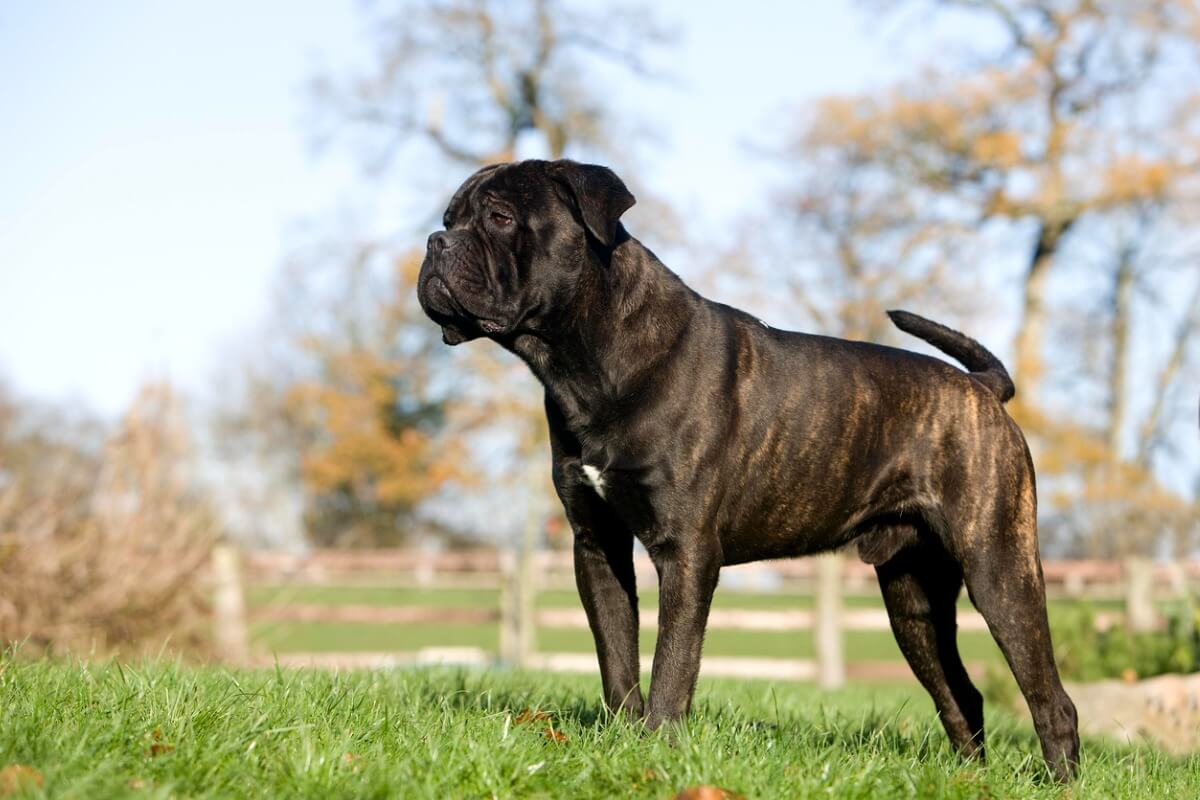 Un perro cane corso.