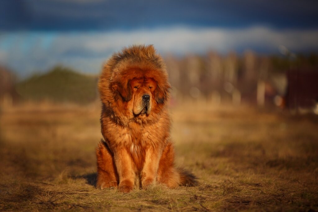 Un mastín tibetano en el desierto.