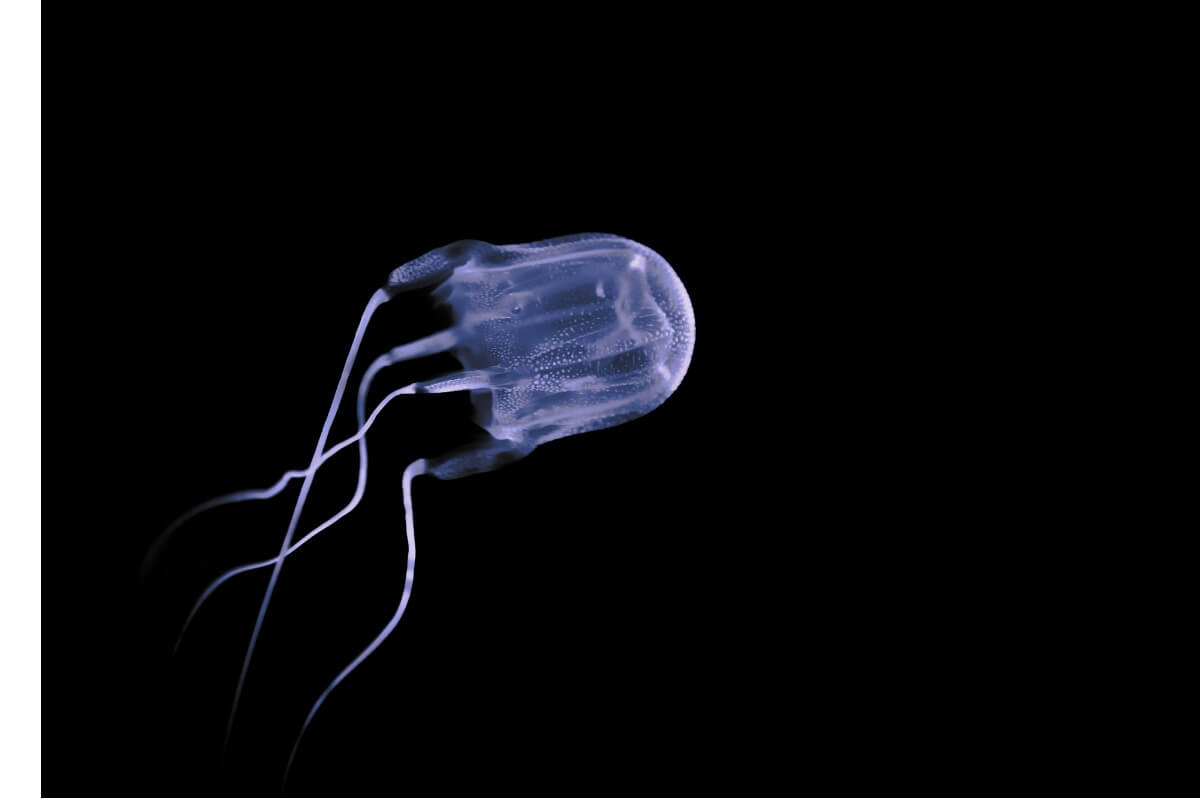 Un des animaux marins les plus dangereux.