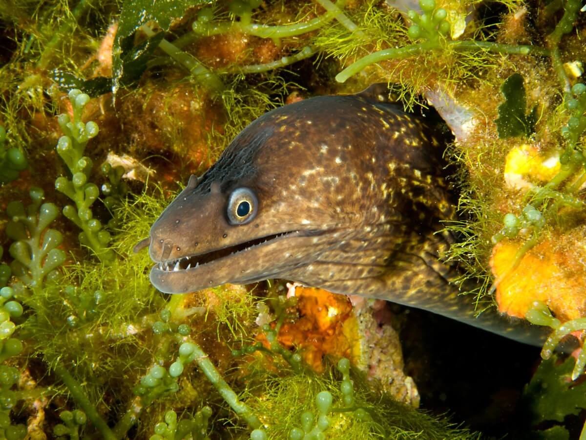 Uno de los animales más peligrosos del Mediterráneo.