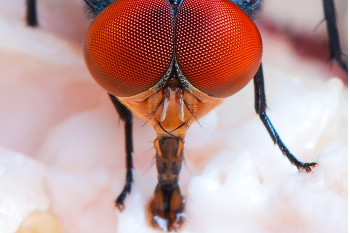 La cabeza de una mosca.