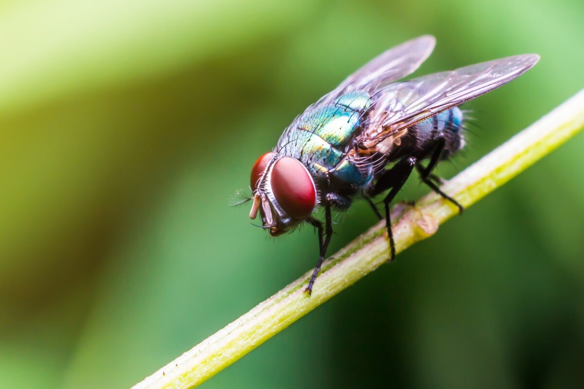 Observe O Exemplo A Seguir Insetos Borboleta Mosca Mosquito