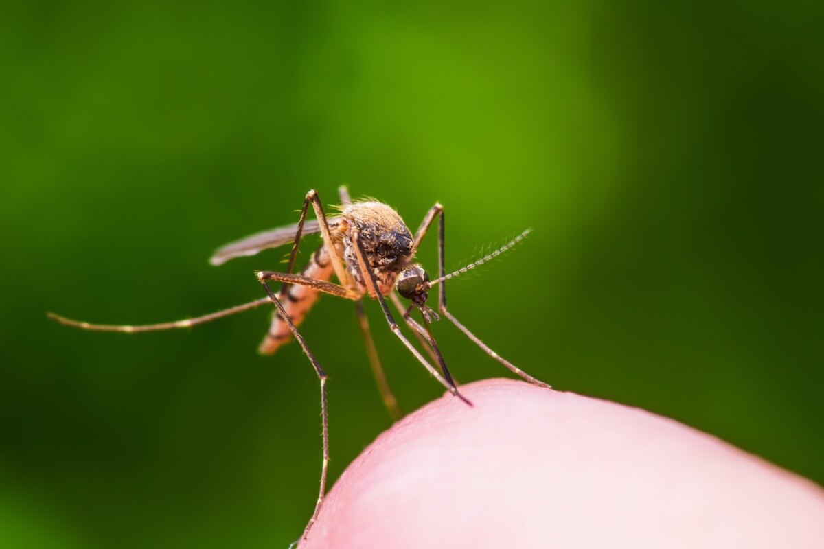 Você sabe as diferenças entre moscas e mosquitos?