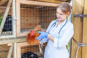 Influenza aviar: cómo se está propagando y qué saber sobre este brote