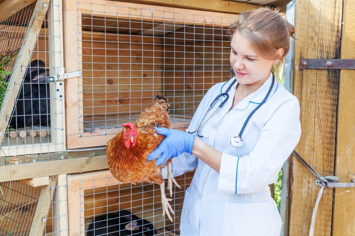 Uma veterinária avaliando uma galinha.