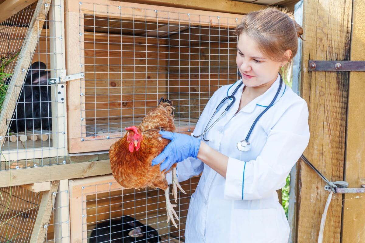 Una veterinaria evalúa a una gallina.