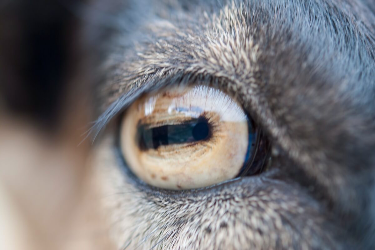 Uno degli occhi più belli del regno animale.