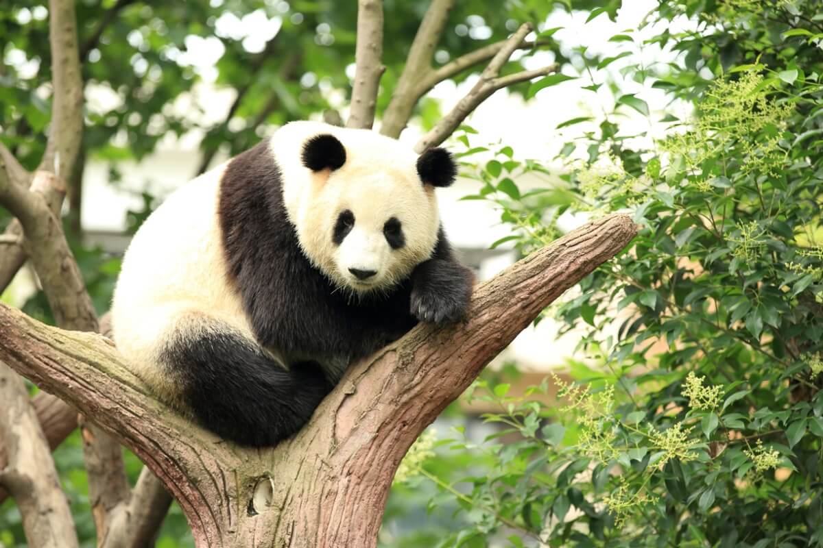 Un oso panda gigante. 