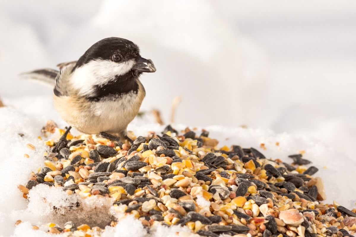 A bird eating seeds.