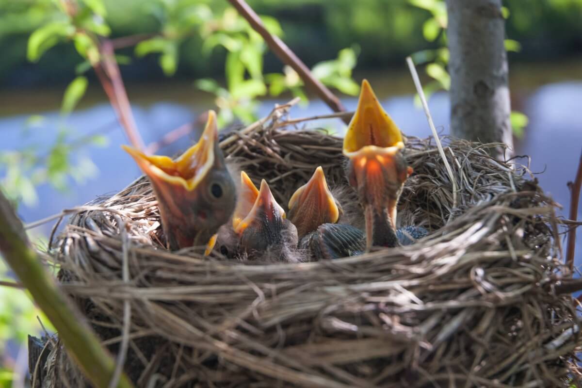 Unos pájaros recién nacidos sobre un nido.