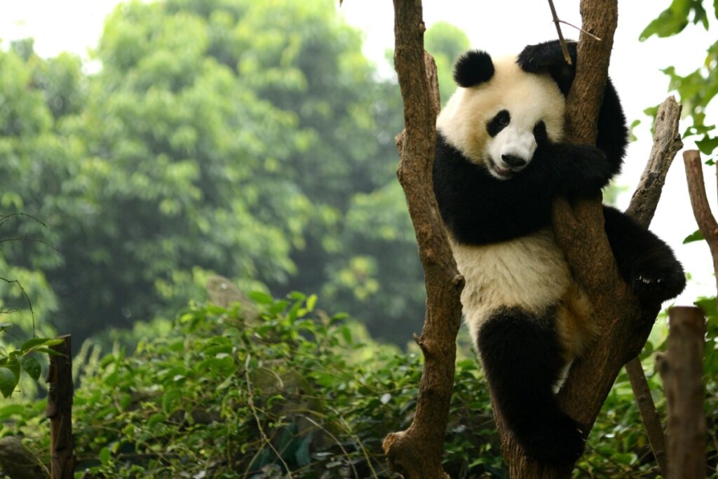 Pandas gigantes de China, una especie fuera de extinción