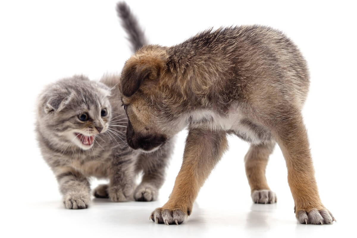 Una pareja de un gato y un perro sobre un fondo blanco.