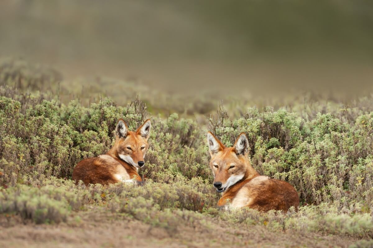 Una pareja de lobos etíopes.
