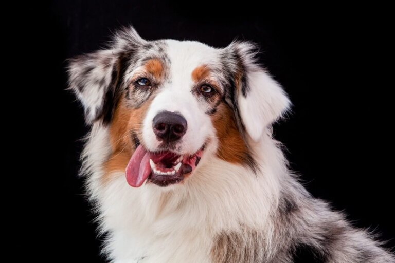 Diferencias entre border collie y pastor australiano
