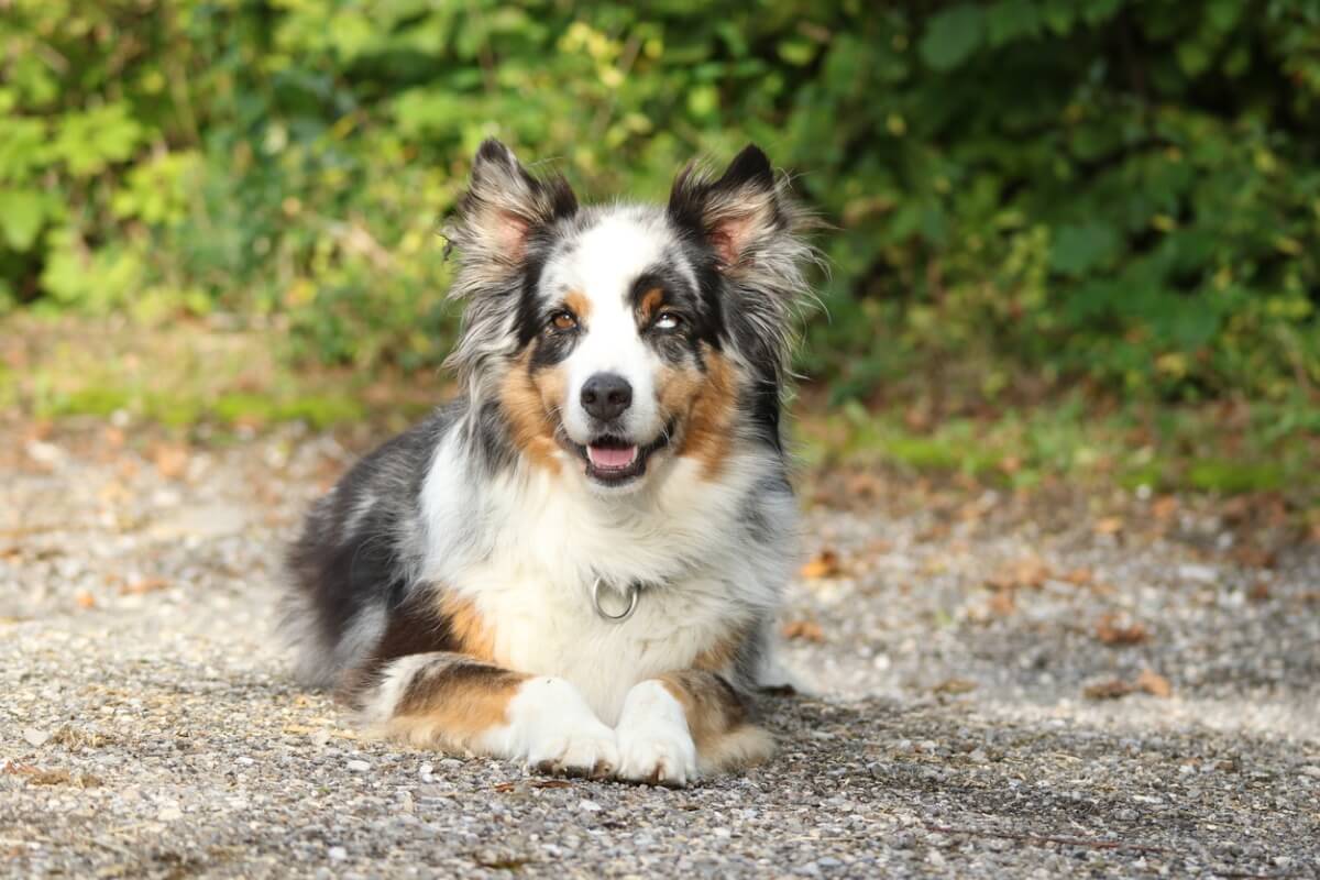 Ein Australian Shepherd