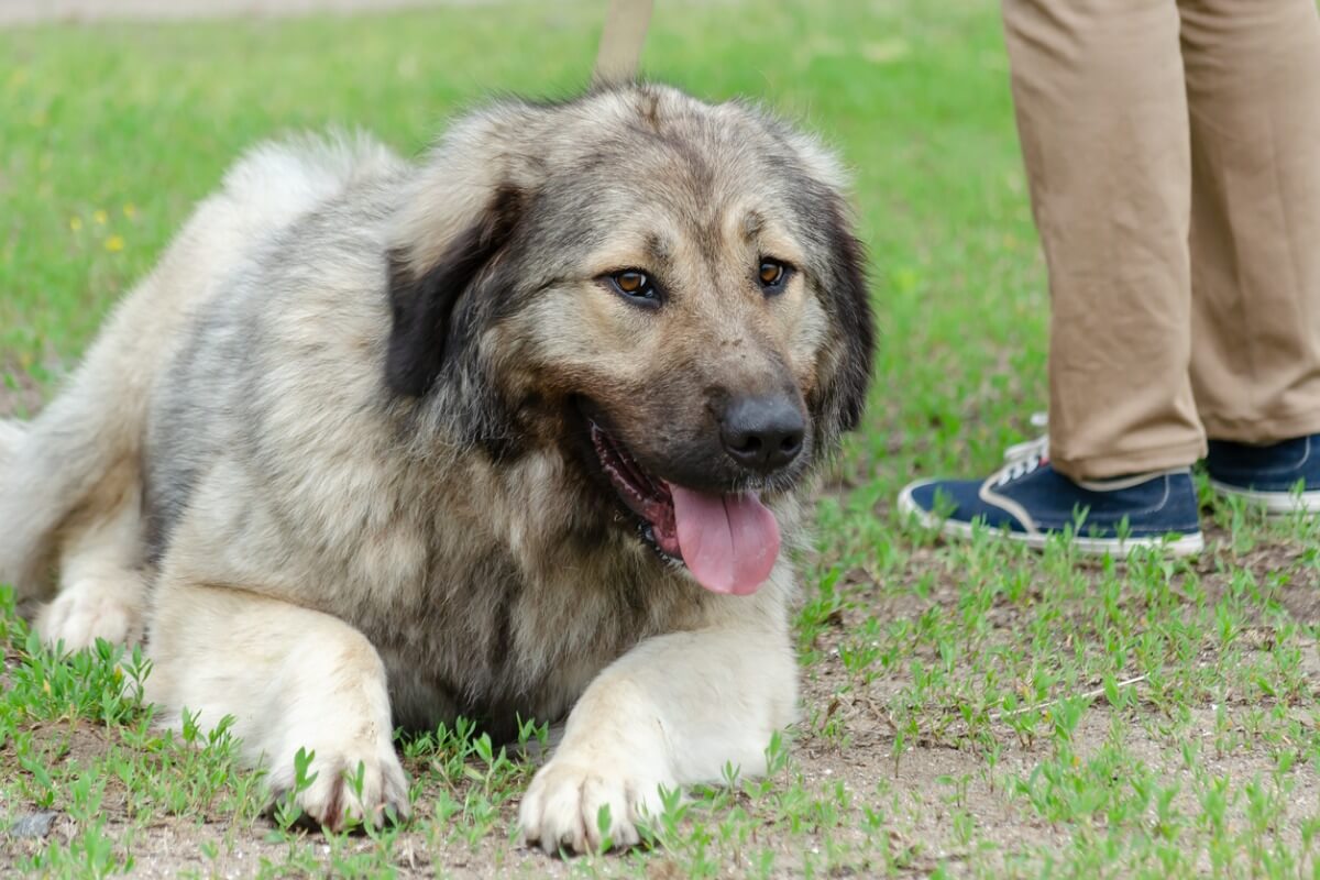 Um pastor caucasiano na grama.