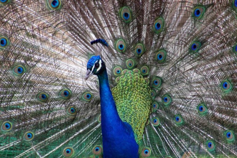 10 curiosidades del pavo real