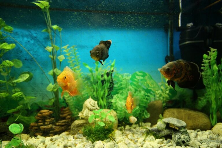 Agua turbia en el acuario: causas y soluciones