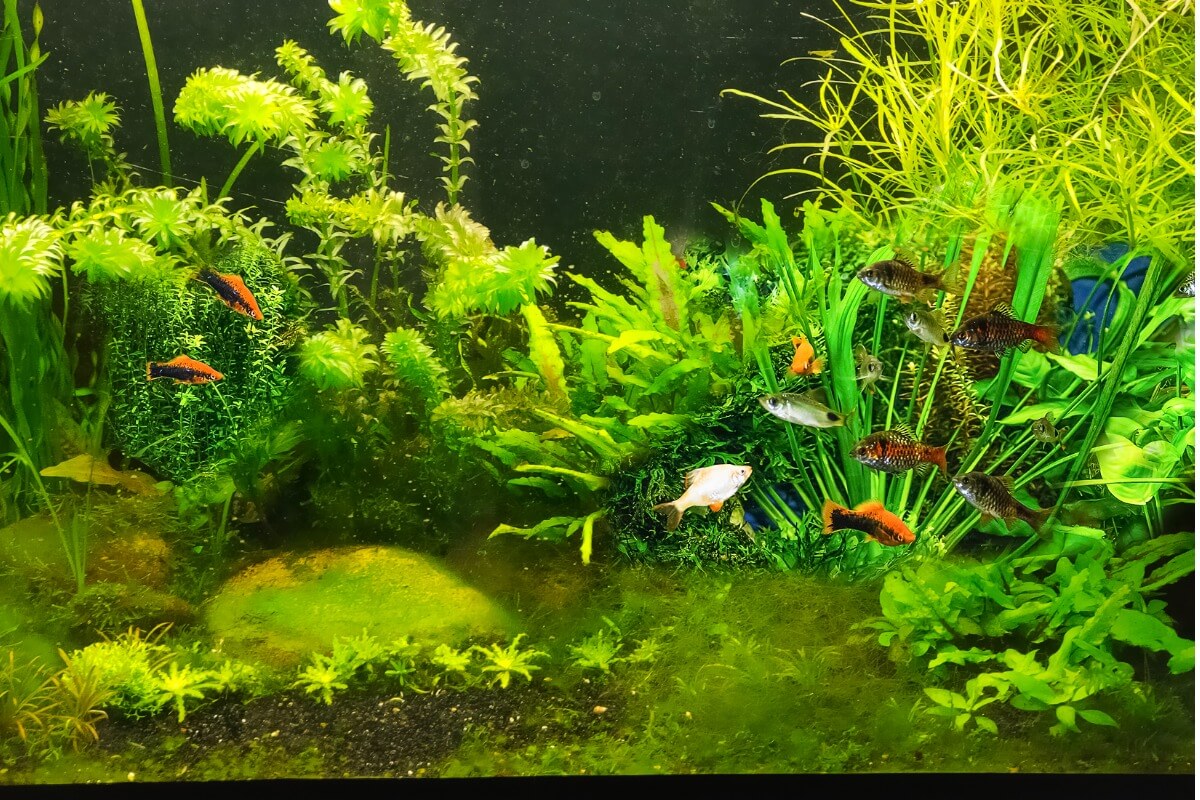 ¿Por qué mi acuario huele mal?