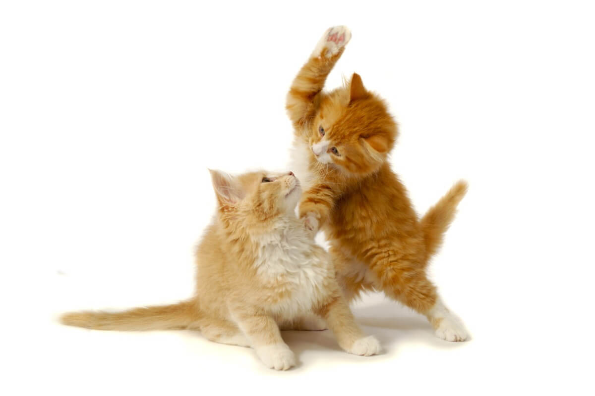 ¿Cómo separar a 2 gatos que se están peleando?
