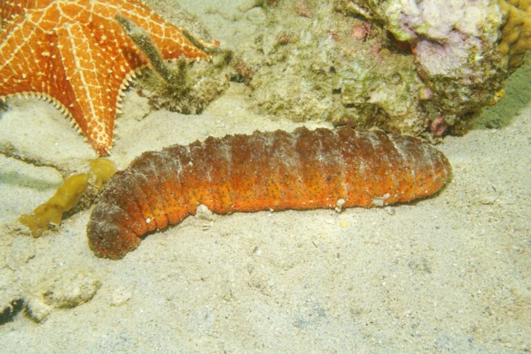 10 curiosidades del pepino de mar