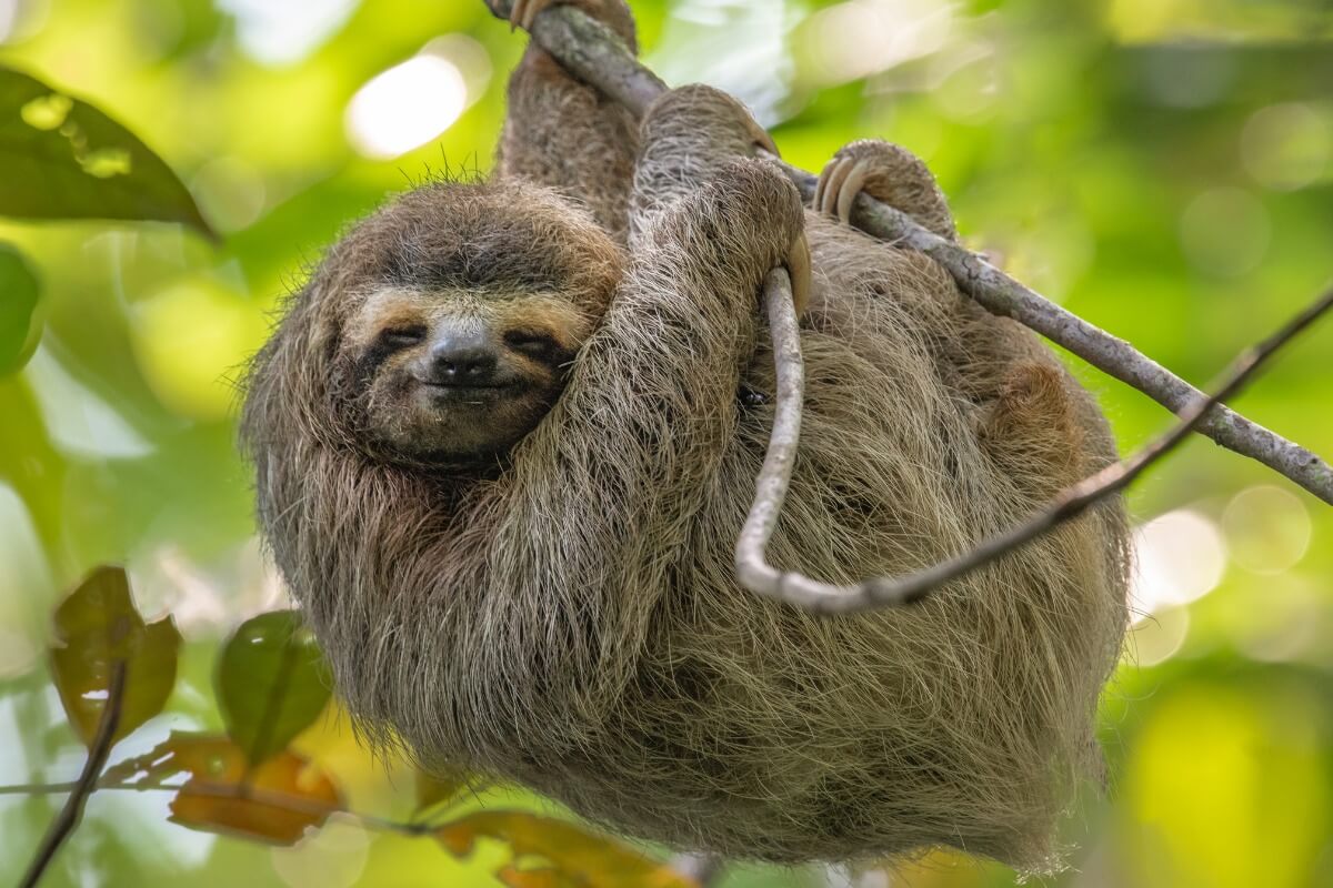 Un bradipo su un ramo.
