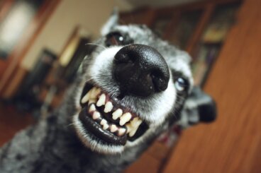 ¿Por qué mi perra gruñe o muerde a sus cachorros?