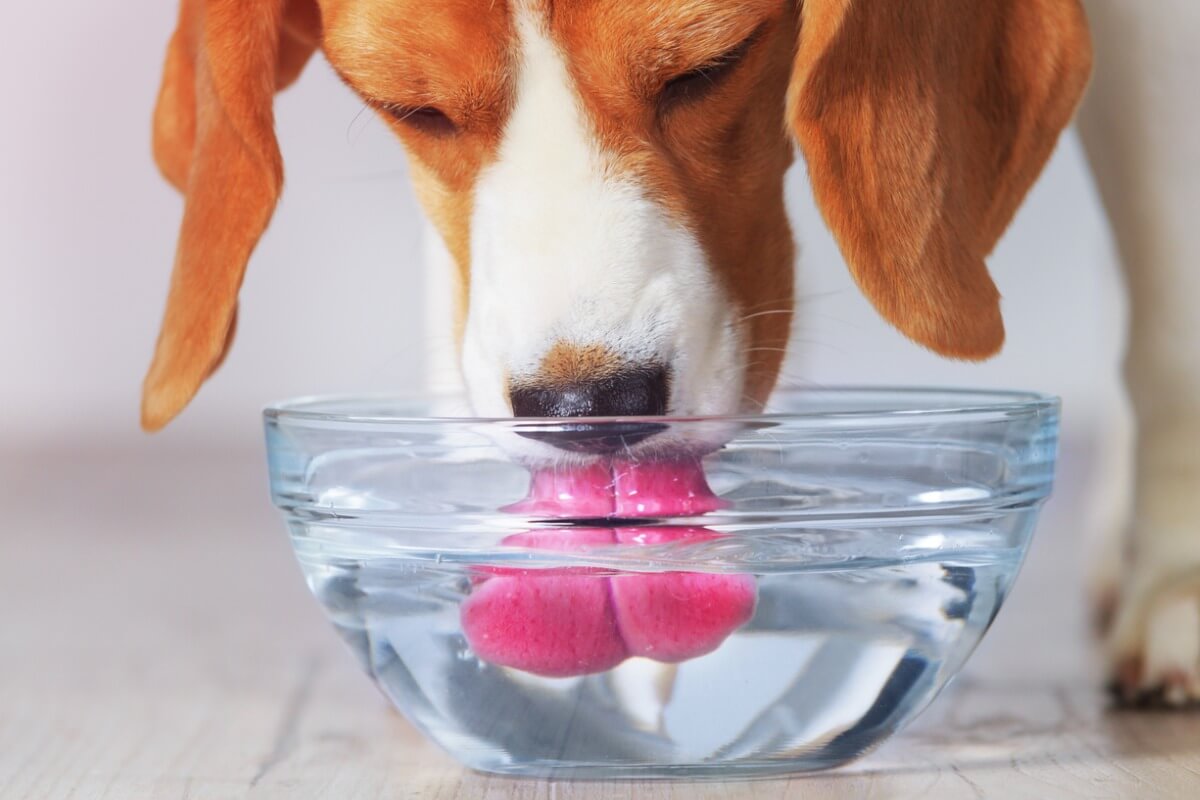 ¿Cuánta agua tiene que beber un perro?
