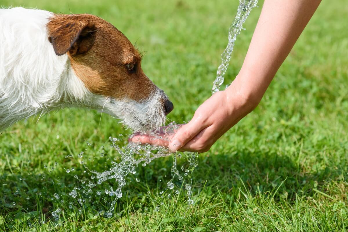 En hund som drikker vann.