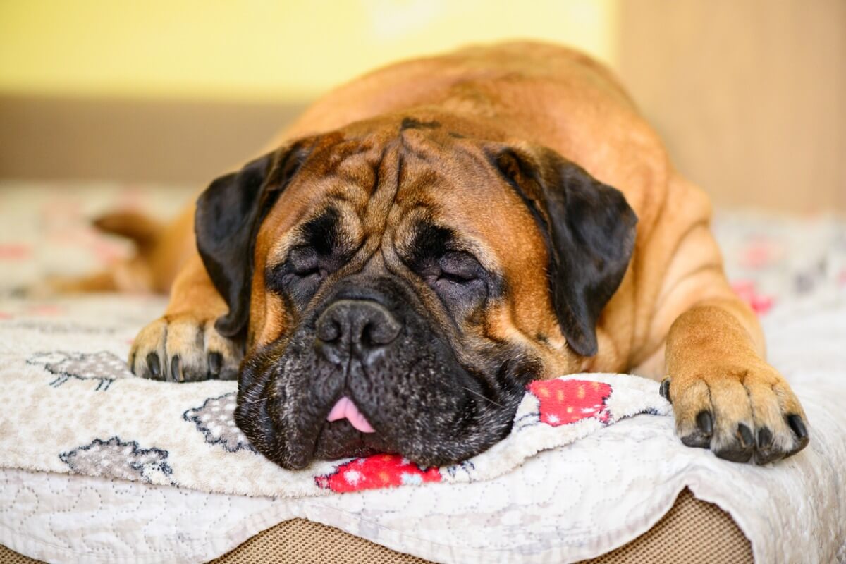 Un perro bullmastiff.