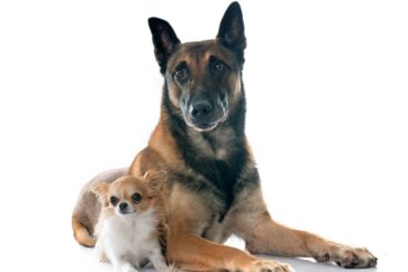 ¿Por qué mi perro adulto muerde a un cachorro?