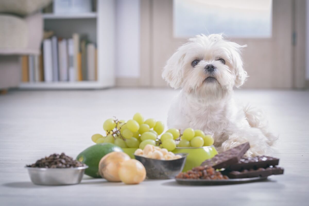 Los perros pueden comer nueces.