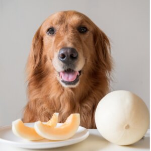¿Pueden los perros comer melón?