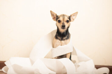 Diarrea por clostridium en perros: síntomas y tratamiento