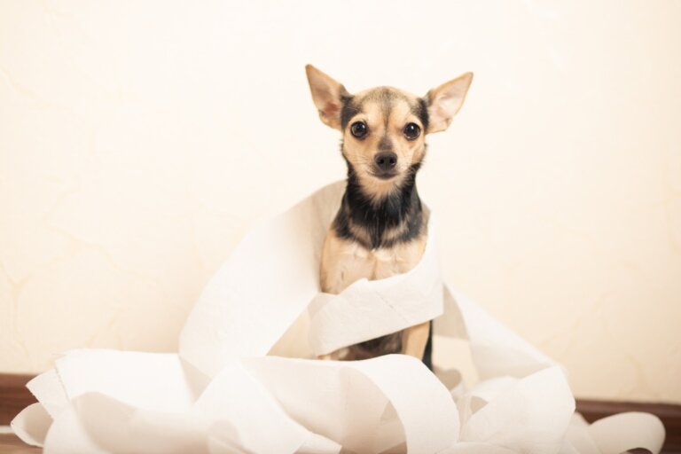 Diarrea por clostridium en perros: síntomas y tratamiento