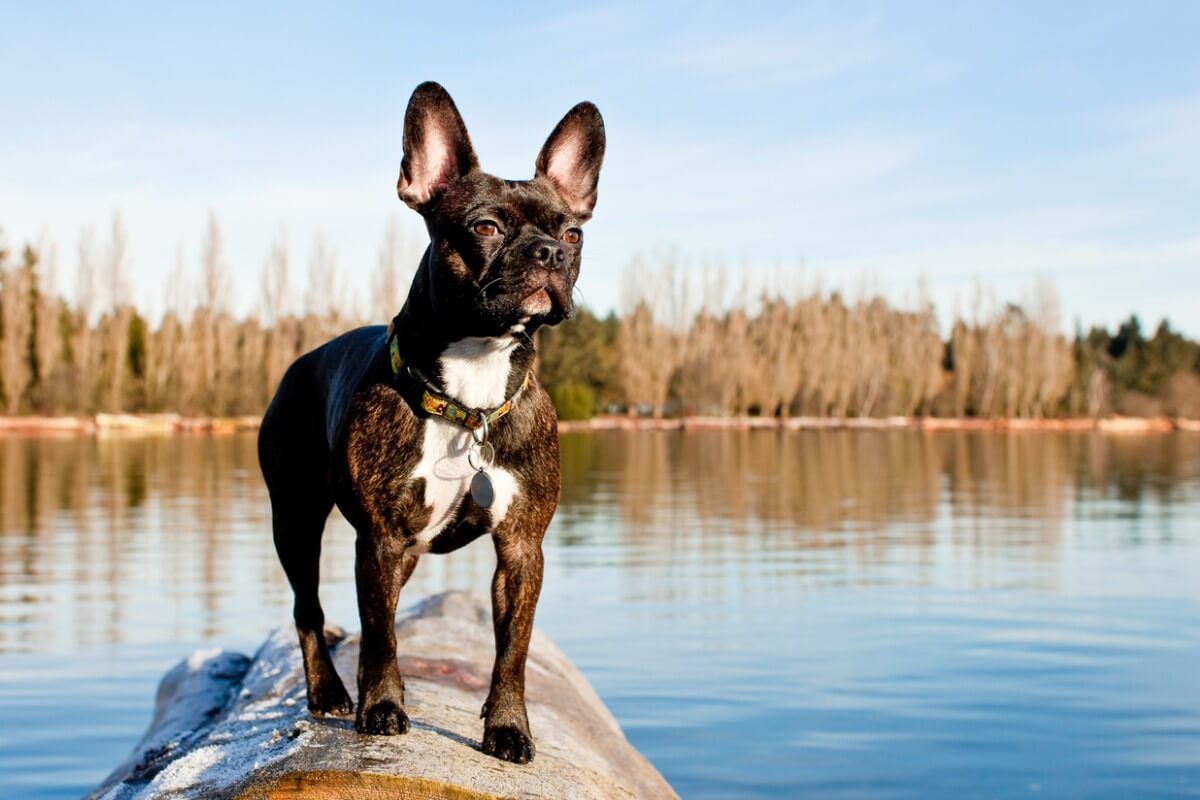 Un perro frenchton.