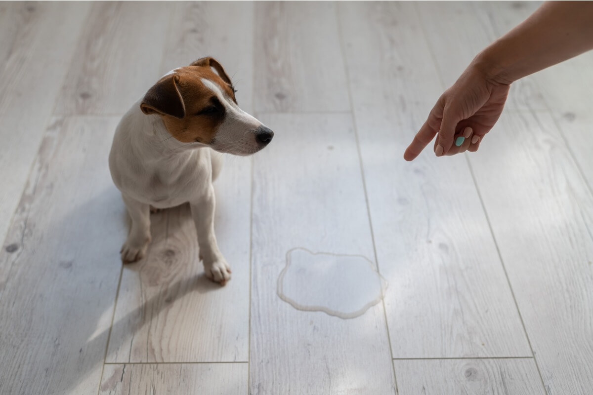 İşedikten sonra suçluluk hisseden bir köpek.