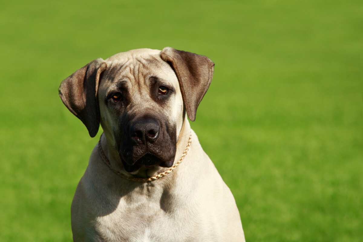 Un perro mastín inglés.