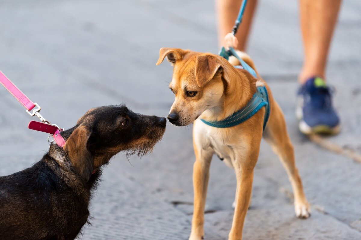 Un chien regarde un autre chien.