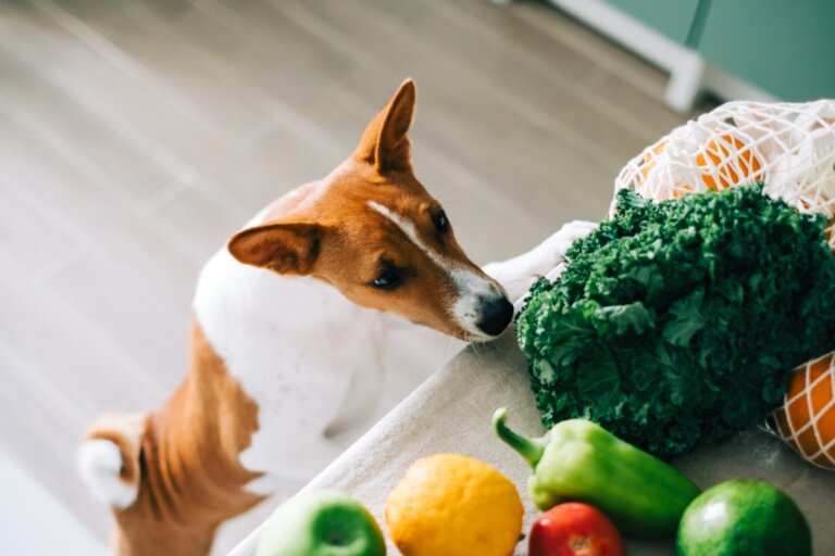 ¿Los perros pueden comer espinacas?