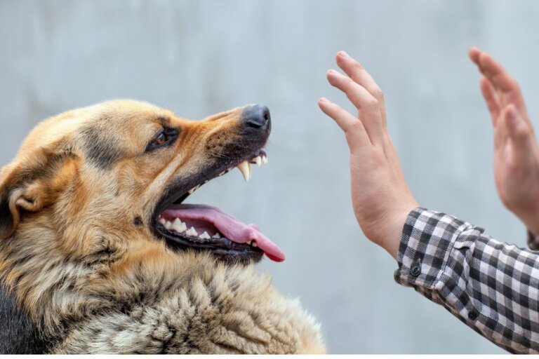 ¿Por qué mi perro no se deja tocar?