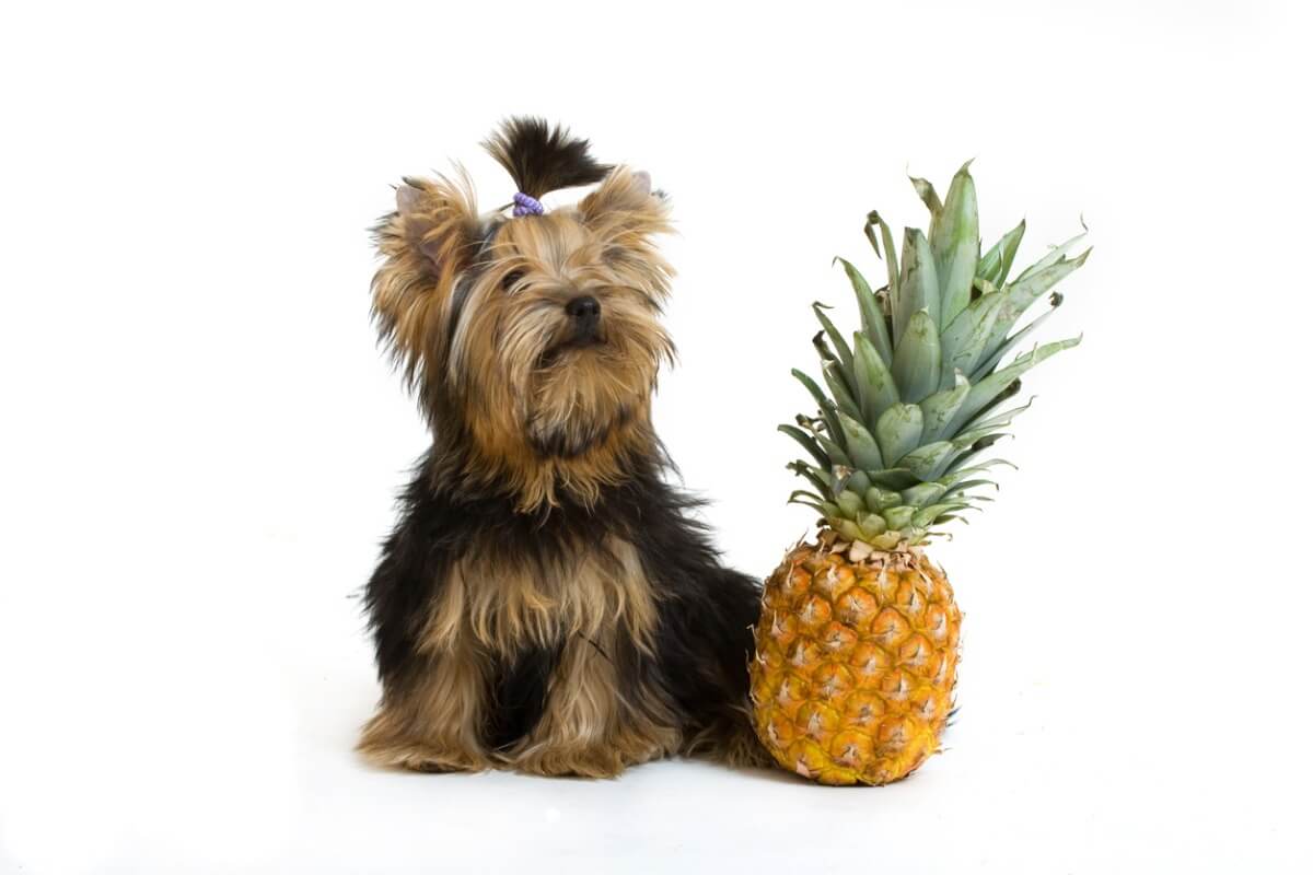 En hund med en ananas mot vit bakgrund.