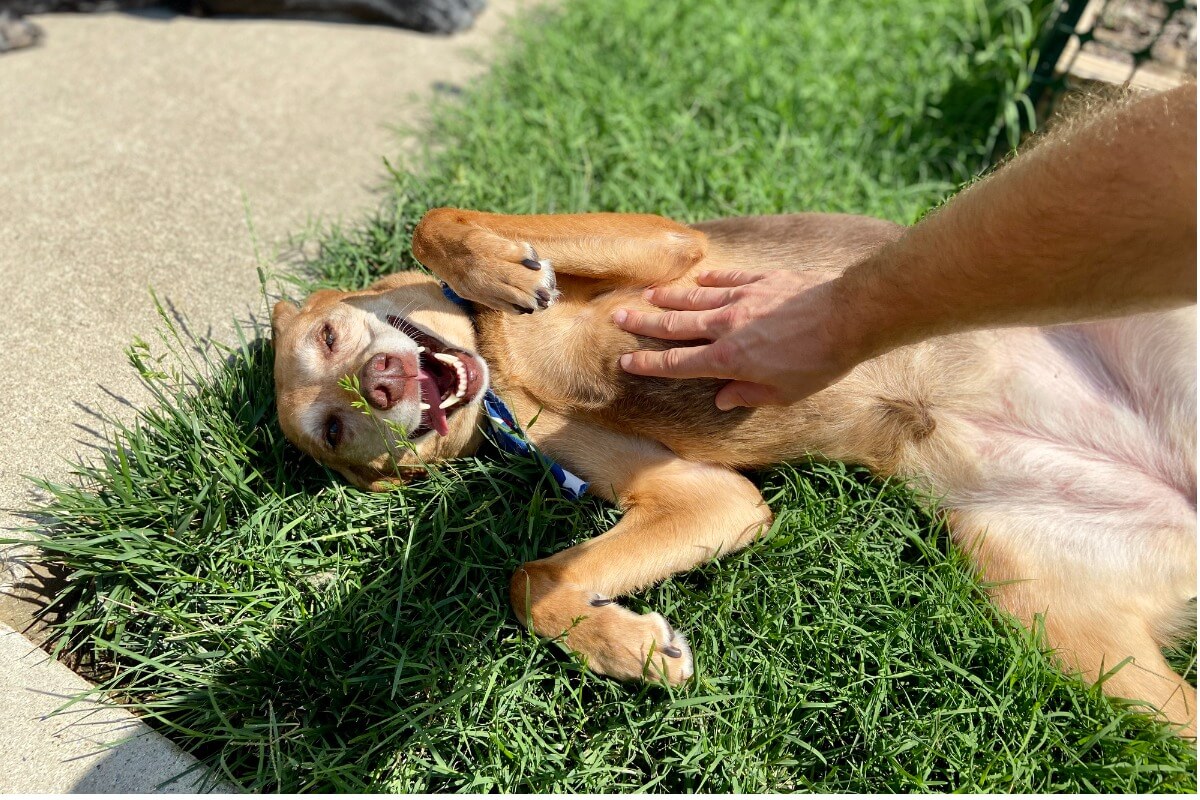 Un cane si rotola nelle feci davanti al guardiano.