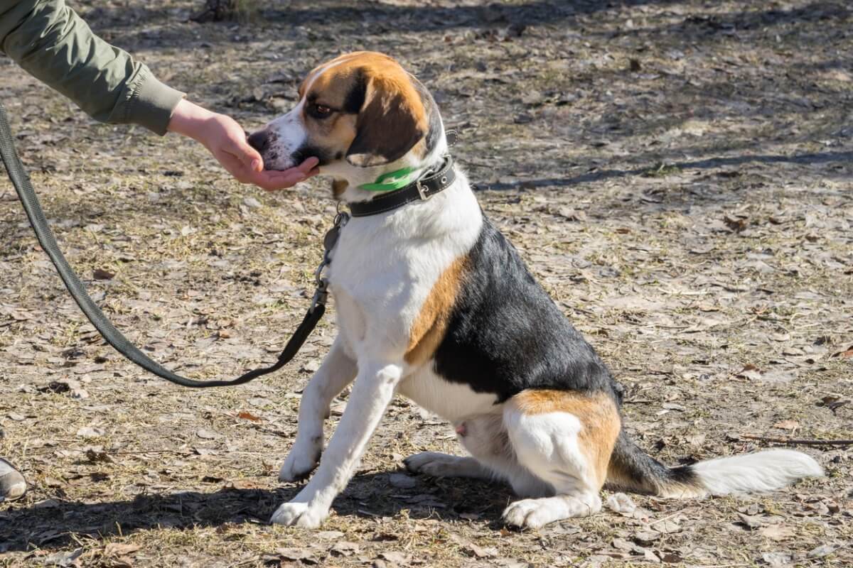 Un perro sentado durante su entrenamiento.