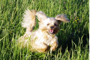 Shorkie: todo sobre esta raza